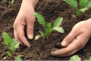 CSA Agrate, DESBri, Economia Solidale